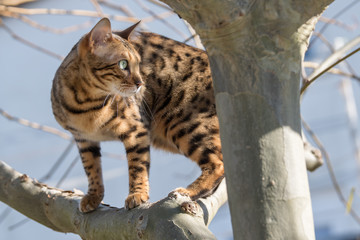 Bengal Cat on Tree - obrazy, fototapety, plakaty