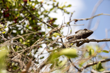 Petter's Chameleon, Furcifer Petteri is relatively abundant in the coastal areas of northern Madagascar