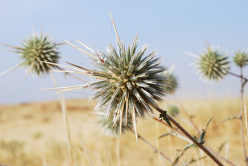 Prickly beauty