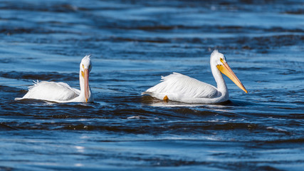 Pair of American White Pelicans Swimming