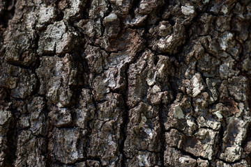 Tree Bark