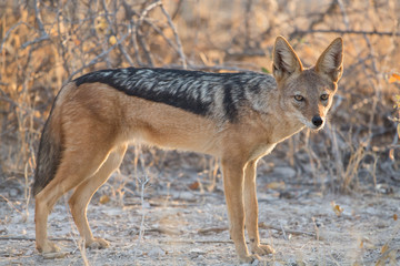 Black-backed jackal (Canis mesomelas), Etosha National Park, Namibia