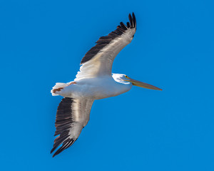 Fototapeta na wymiar American White Pelican in Flight
