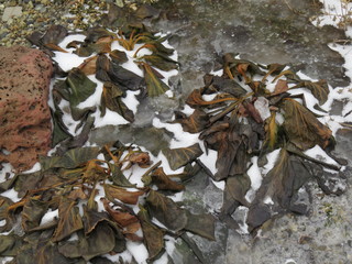 Frozen in the ice plants