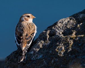 Snow Bunting Perched on a Rock