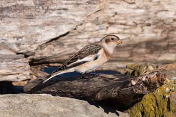 Snow Bunting Perched on a Log