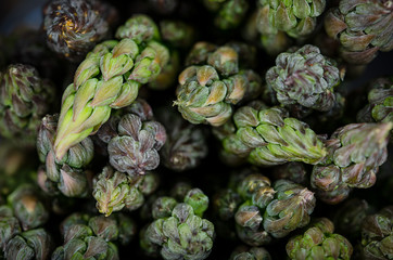 Details of asparagus tips