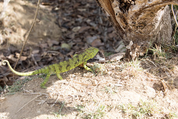 Petter's Chameleon, Furcifer Petteri is relatively abundant in the coastal areas of northern Madagascar