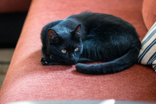 Black cat with bright fur on the red couch
