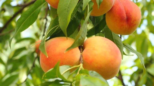 Camera moves up along peach tree branch and stops focusing on few ripe orange-yellow peaches, light wind blowing, blue sky on background. Close up, shallow DOF, 4K Ultra HD.