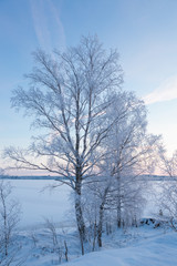 Fototapeta na wymiar Frozen tree branches