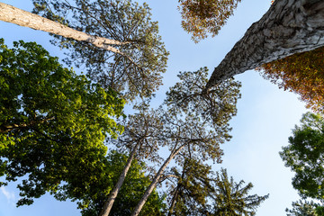Green Forest Trees On Blue Sky Background
