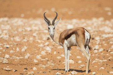 Springbok (Antidorcas marsupialis), Etosha National Park, Namibia