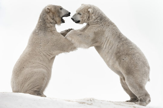 Polar bear (Ursus maritimus) males playfighting, captive, Highland Wildlife Park, Kingussie, Scotland
