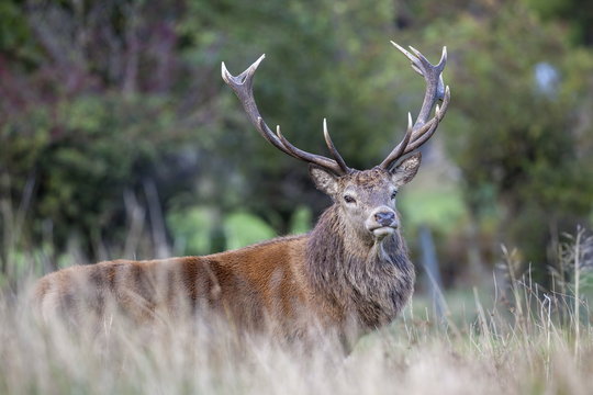 Red deer stag (Cervus elaphus), Arran, Scotland