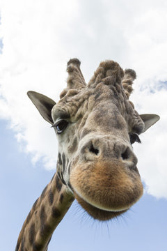 Rothschild's giraffe (Giraffa camelopardalis rothschildi), breeding dominant male, Woburn Safari Park