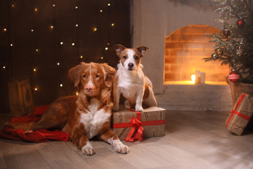 Dogs Nova Scotia Duck Tolling Retriever and Jack Russell Terrier Christmas, new year, holidays and celebration