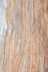 Gray driftwood closeup