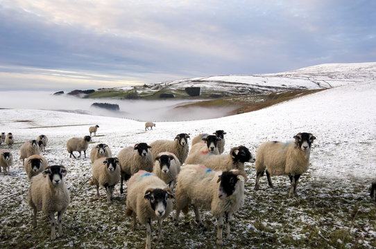 Sheep waiting to be fed in winter, Lower Pennines, Cumbria