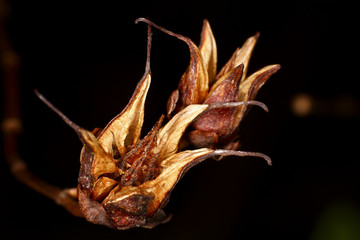 Aquilegia seed head