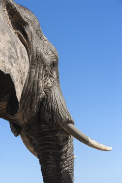 African elephant (Loxodonta africana), Addo Elephant National Park