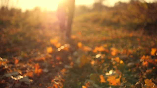 Man jogging in autumn park stepping on dry leaves in slow motion. Male feet running at nature. Guy exercising outdoor. Beautiful landscape background
