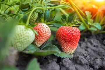 berry strawberry in the garden ripen at sunset