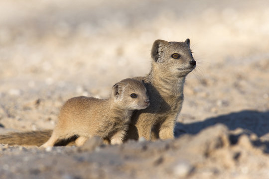Yellow mongoose (Cynictis penicillata) with young, Kgalagadi Transfrontier Park
