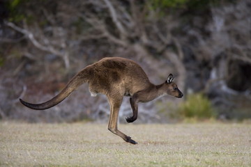 Kangaroo Island grey kangaroo (Macropus fuliginosus), Kelly Hill Conservation, Kangaroo Island, South Australia