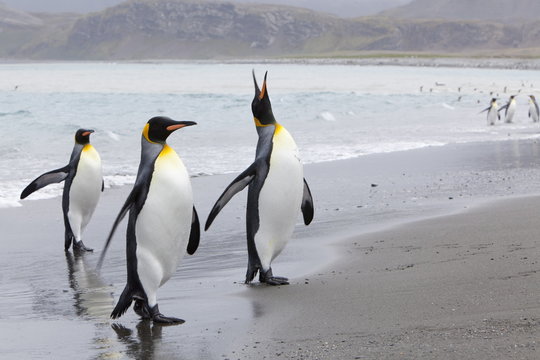 King penguins (Aptenodytes patagonicus), Salisbury Plain, South Georgia, Antarctic