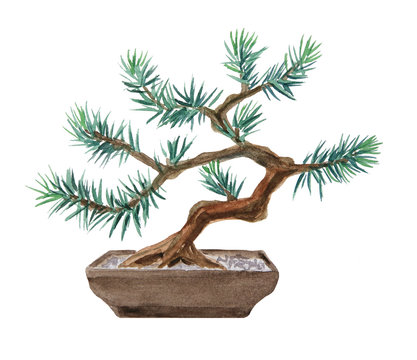 Bonsai pine tree painted with watercolor

