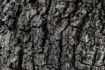 Desaturated Tree Bark