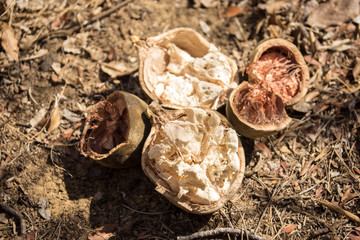 the broken baobab fruit, Ankarana, Madagascar