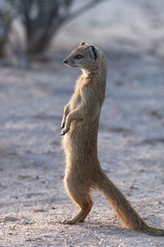 Yellow mongoose (Cynictis penicillata) Kgalagadi Transfrontier Park