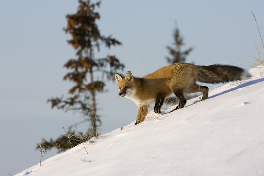 Redfox (Vulpes vulpes), Churchill, Hudson Bay, Manitoba, Canada