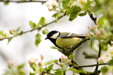 Great tit (Parus major) in apple tree, Bielefeld, Nordrhein Westfalen, Germany