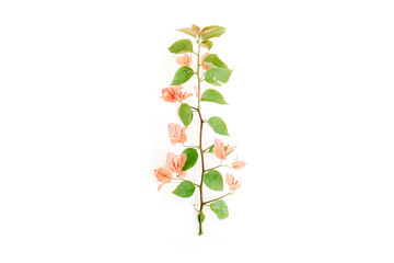 exotic tropical branch with flowers isolated on white background. Flat lay, top view
