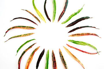 topical exotic colored leaf frame on white background. flat lay, top view