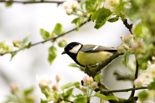 Great tit (Parus major) in apple tree, Bielefeld, Nordrhein Westfalen, Germany