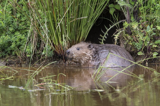 Eurasian beaver (Castor fiber), captive in breeding programme