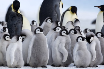 Colony of Emperor penguins (Aptenodytes forsteri) and chicks, Snow Hill Island, Weddell Sea, Antarctica