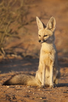 Cape fox (Vulpes chama), Kgalagadi Transfrontier Park, Northern Cape
