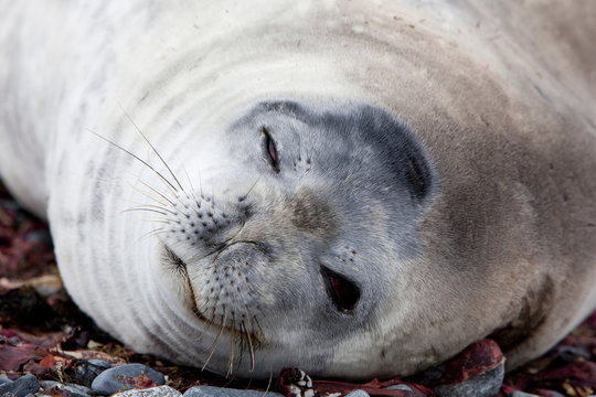 Weddell seal (Leptonychotes weddellii), Half Moon Island, Shetland Islands, Antarctic