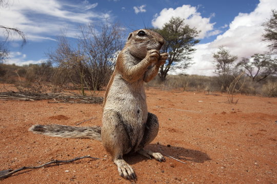 Ground squirrel (Xerus inauris), Kgalagadi Transfrontier Park, Northern Cape