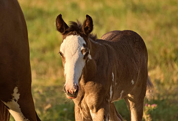 Criollo foal on a field in Argentina