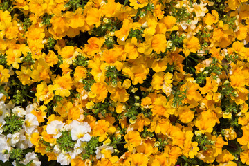 Texture of small yellow flowers bush