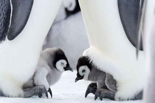Emperor penguin chicks (Aptenodytes forsteri), Snow Hill Island, Weddell Sea, Antarctica