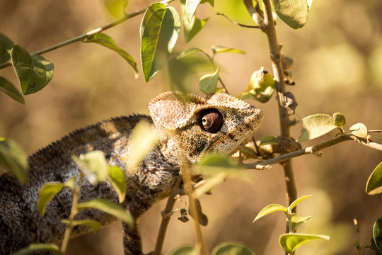 Malagasy giant chameleon, Furcifer oustaleti one of the largest Chameleons, grow up to 70 cm, reservation Ankarana, Madagascar