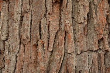 tree bark