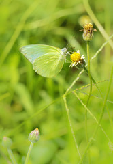 Little green butterfly on grass flower, butterfly on small blooming flower beside the withered flower
